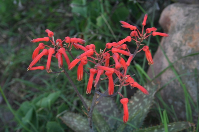 Aloe vogtsii photo 2