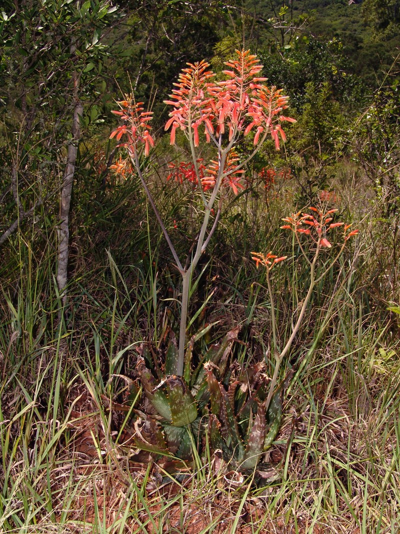 Aloe vogtsii photo 3