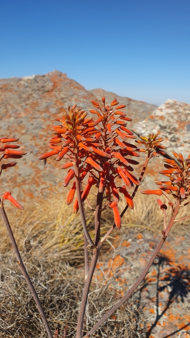 Aloe vogtsii photo 4