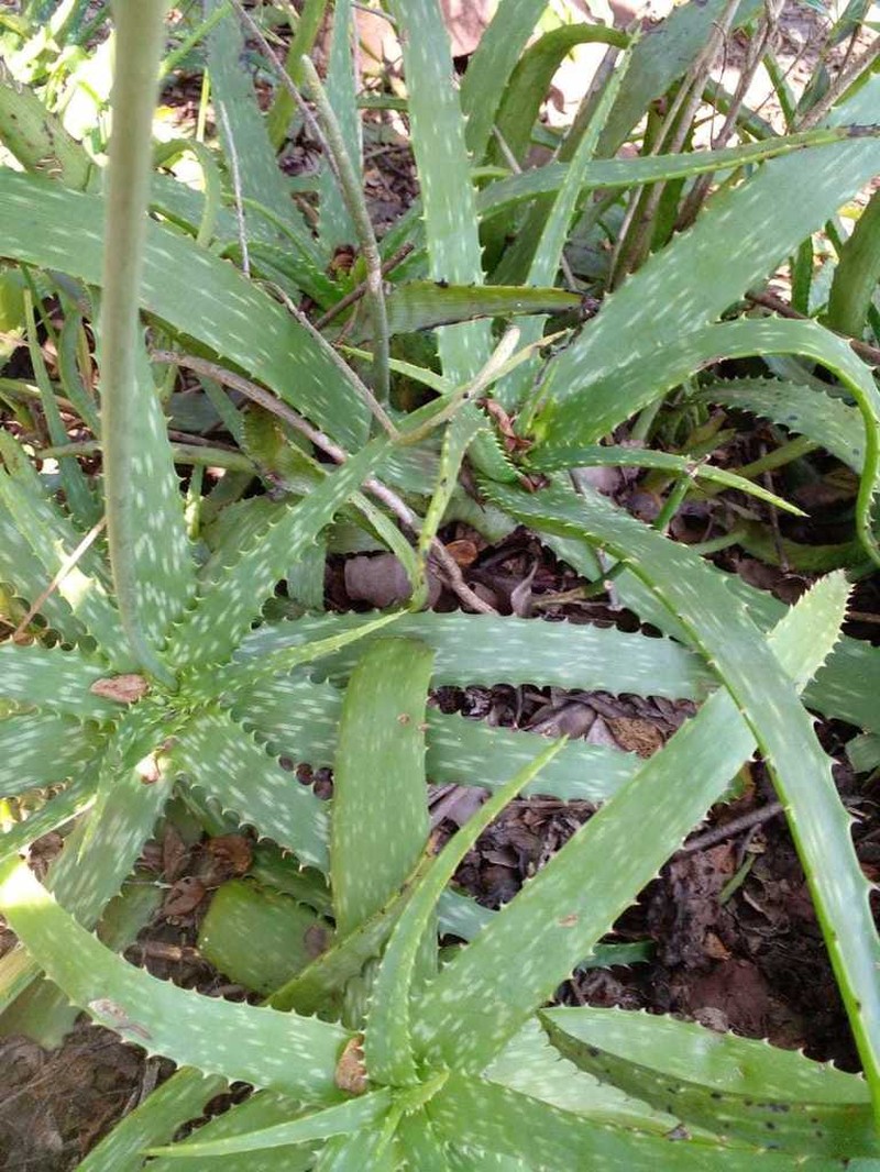 Aloe vogtsii photo 6