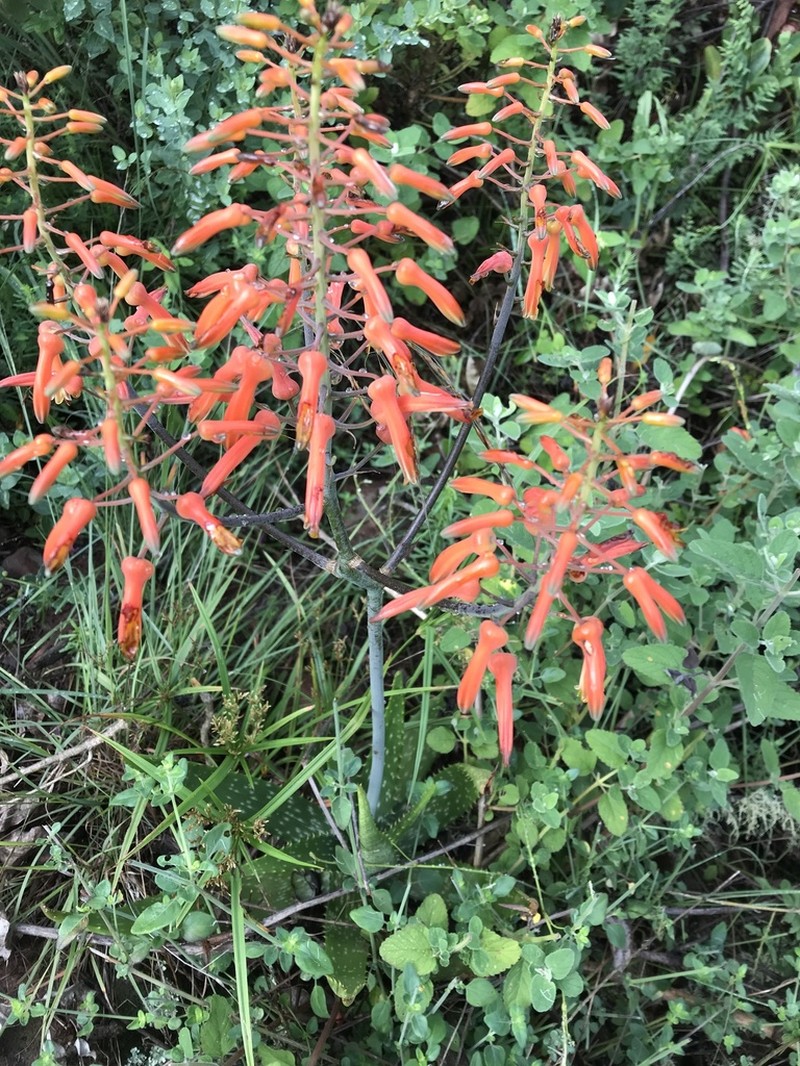 Aloe vogtsii photo 7