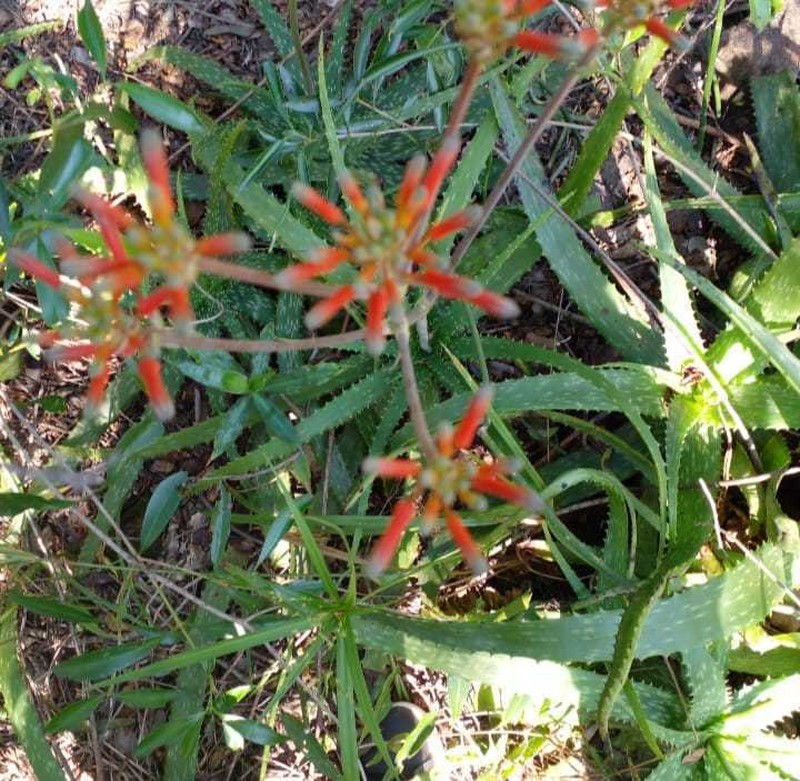 Aloe vogtsii photo 8