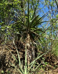 Aloe volkensii