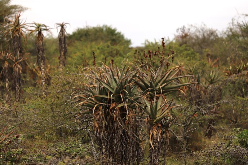 Aloe volkensii photo 2