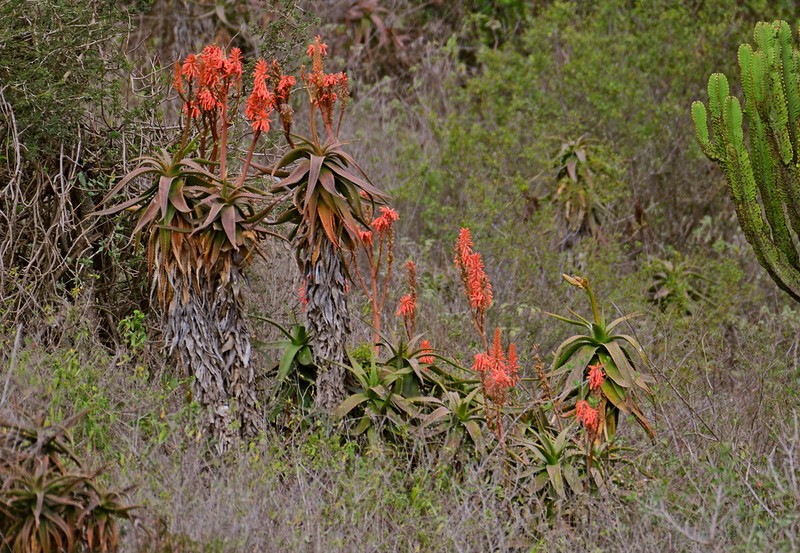 Aloe volkensii photo 4