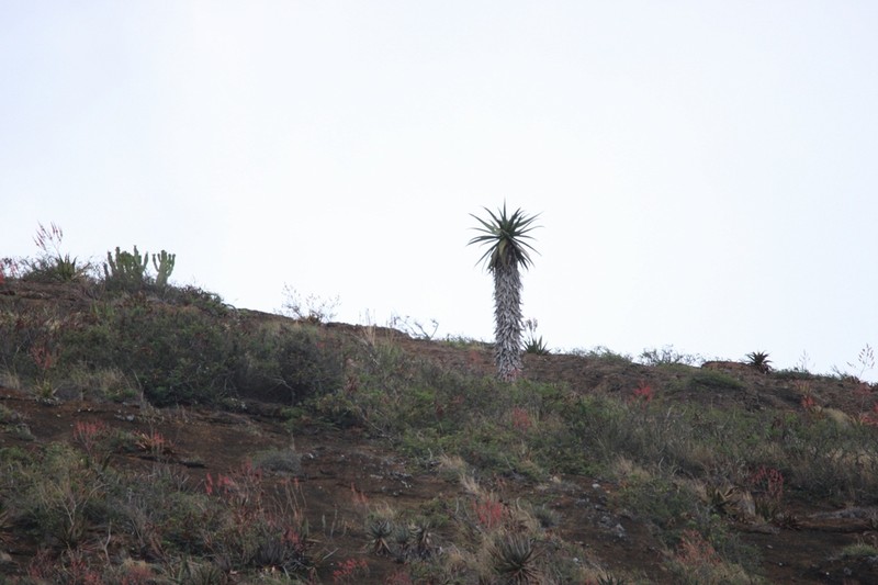 Aloe volkensii photo 5