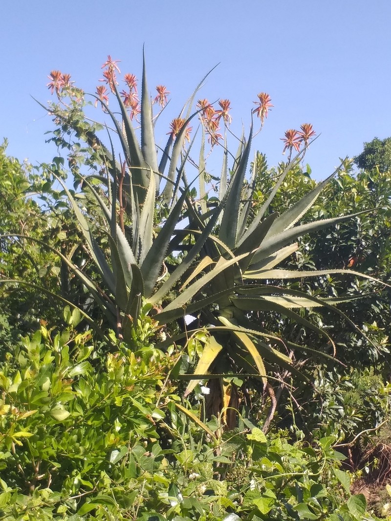 Aloe volkensii photo 6