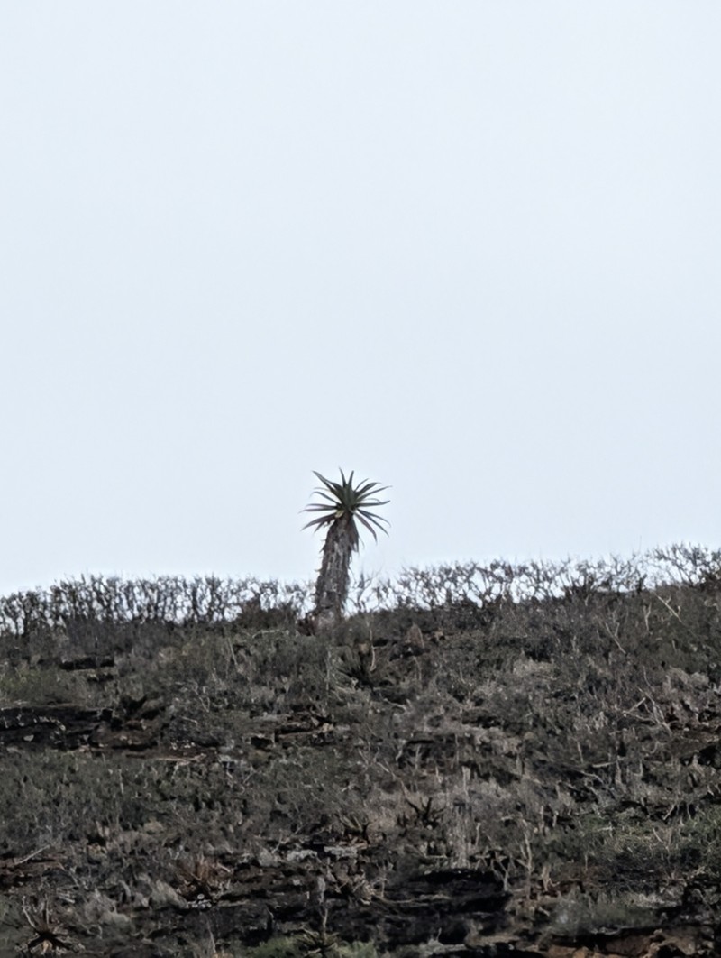 Aloe volkensii photo 7