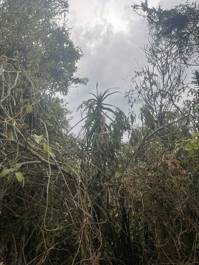 Aloe volkensii photo 8