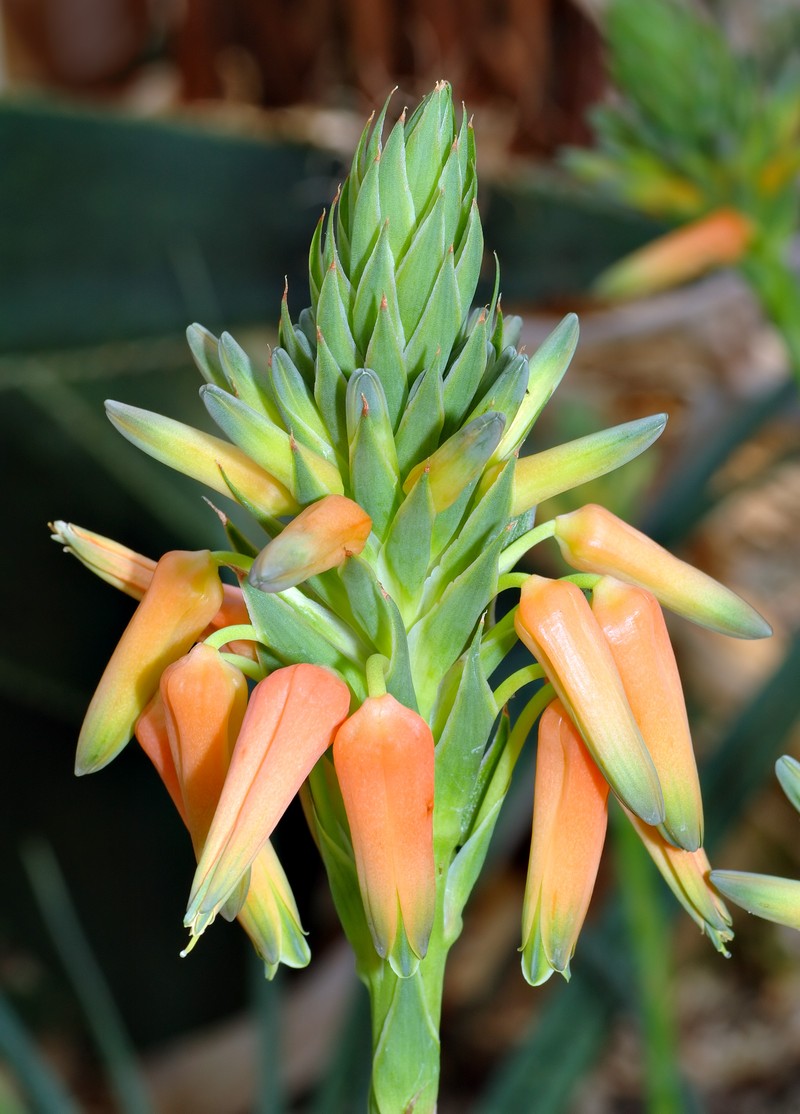 Aloe vossii