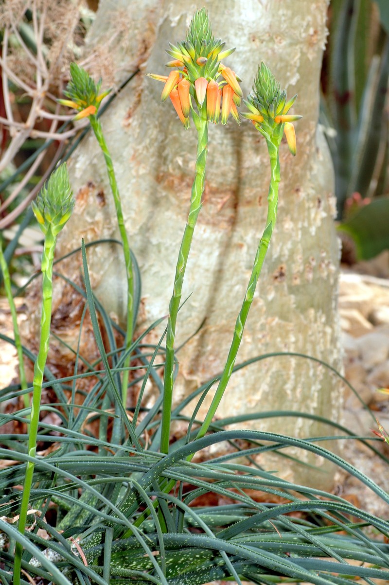 Aloe vossii photo 2