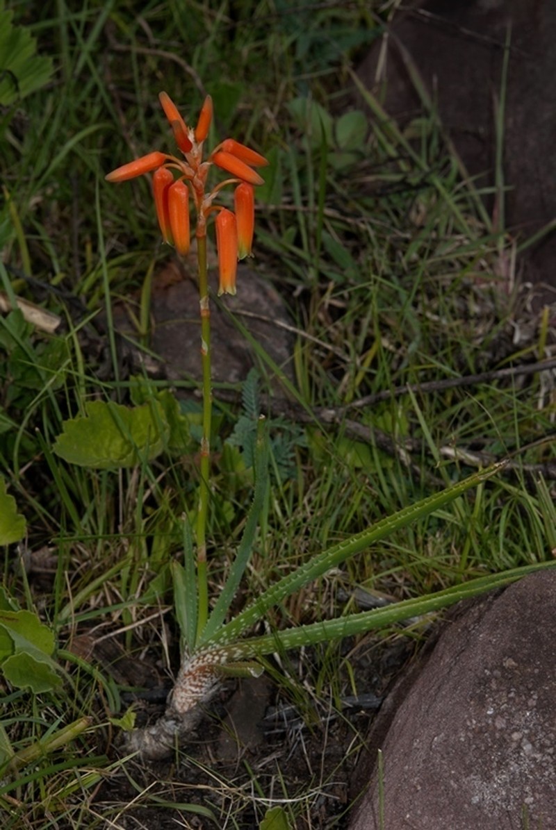 Aloe vossii photo 3