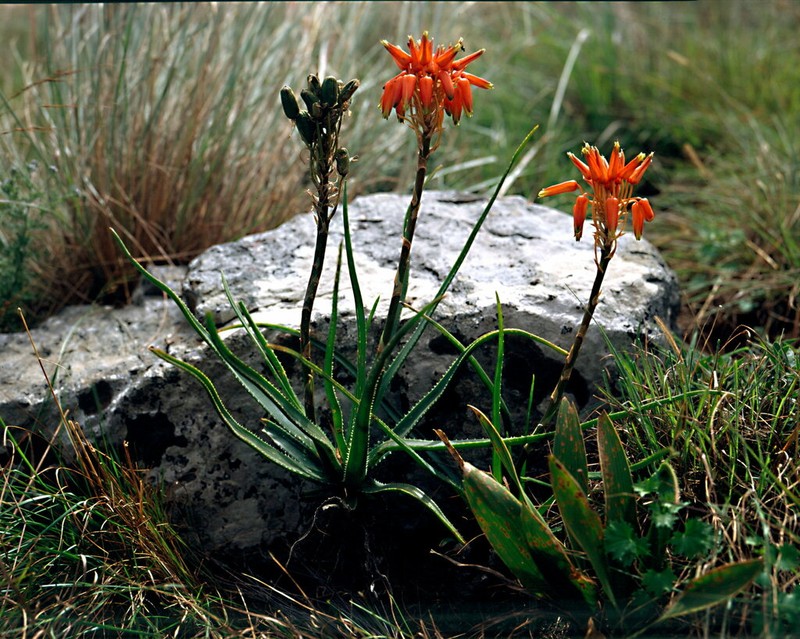 Aloe vossii photo 4