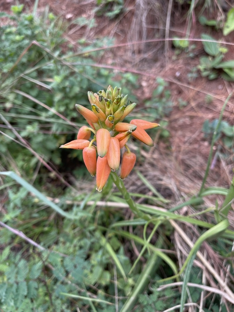 Aloe vossii photo 5