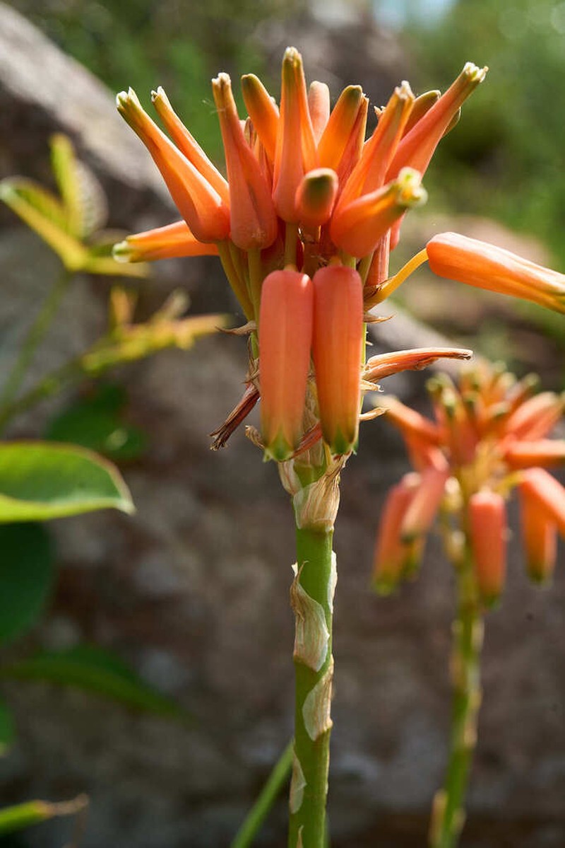 Aloe vossii photo 6
