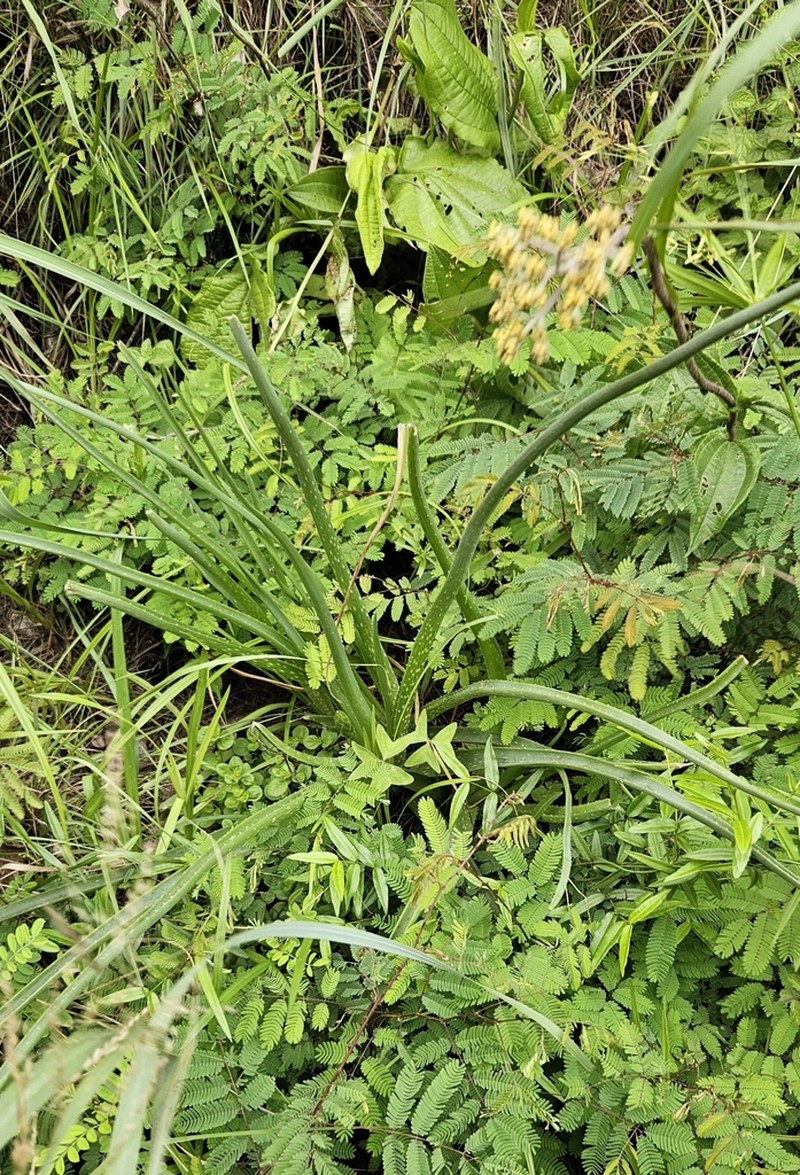 Aloe vossii photo 7