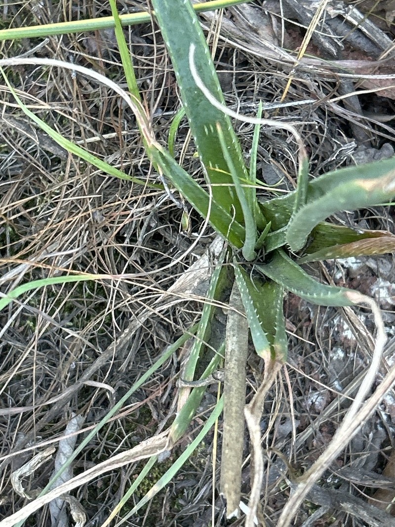 Aloe vossii photo 8