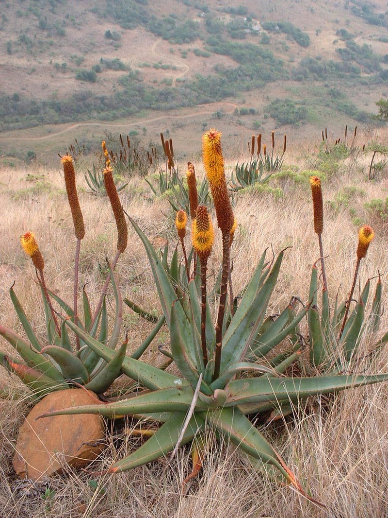 Aloe vryheidensis photo 2