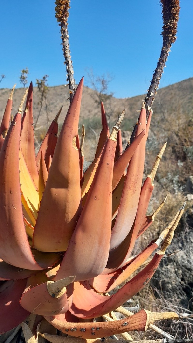 Aloe vryheidensis photo 3