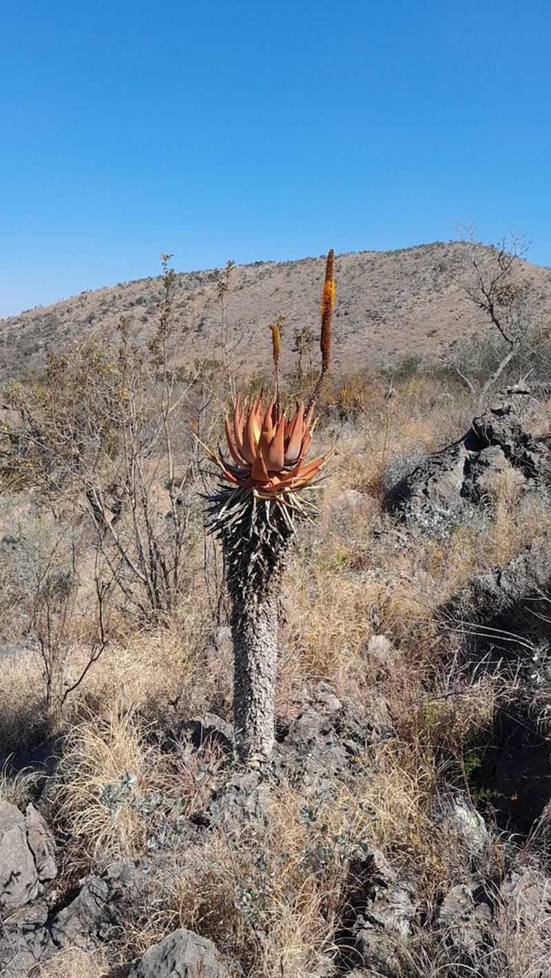 Aloe vryheidensis photo 4