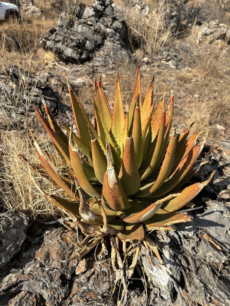 Aloe vryheidensis photo 5