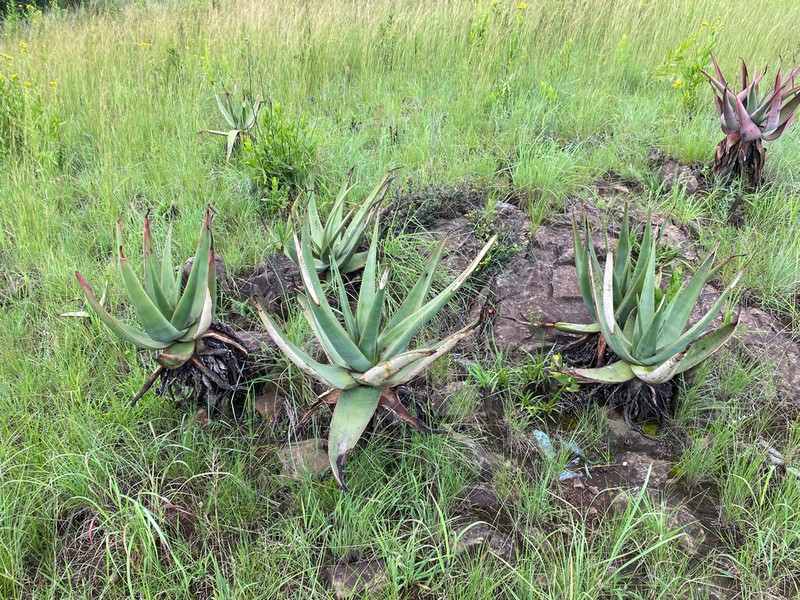 Aloe vryheidensis photo 6