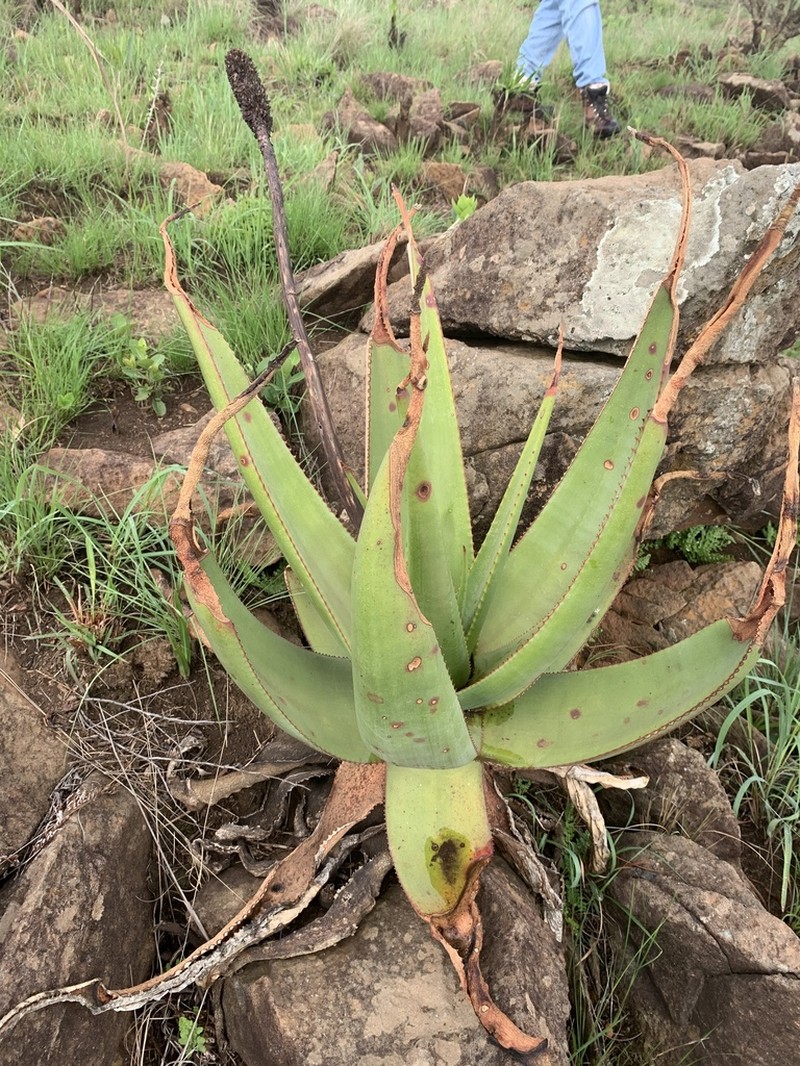 Aloe vryheidensis photo 7