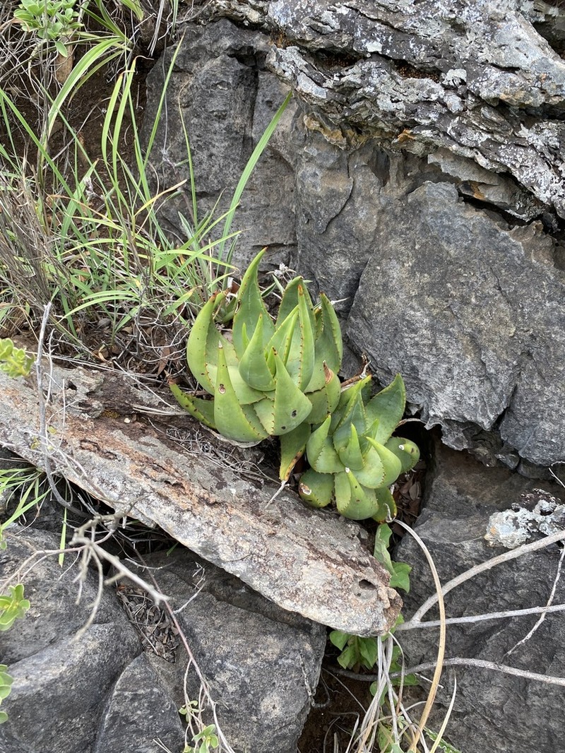 Aloe vryheidensis photo 8