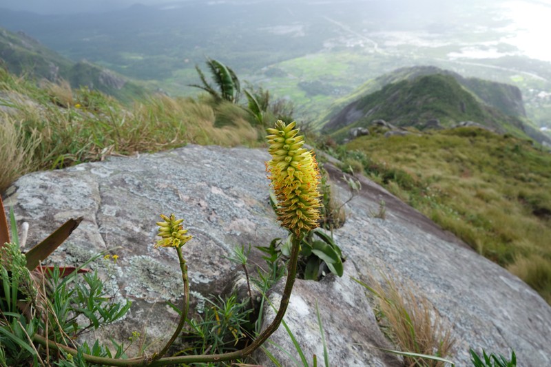 Aloe werneri