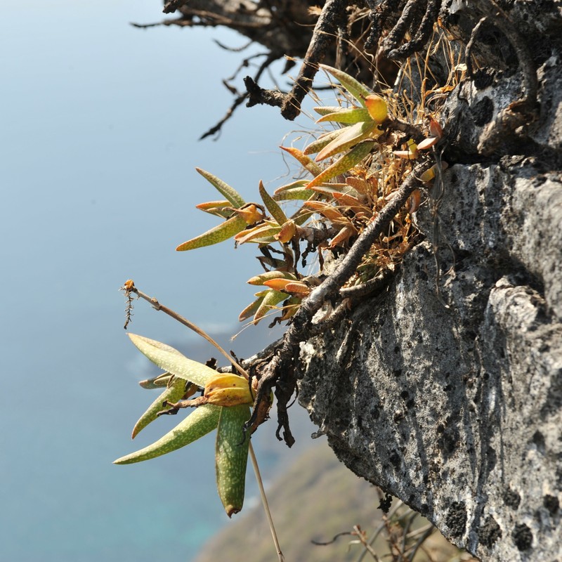 Aloe whitcombei photo 2