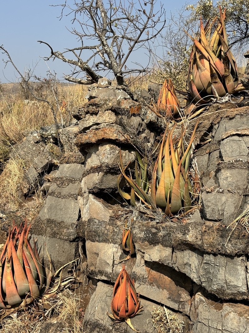 Aloe wickensii