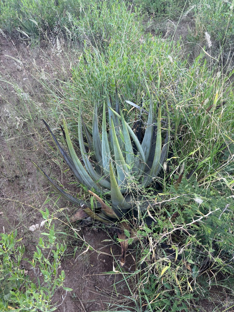 Aloe wickensii photo 2