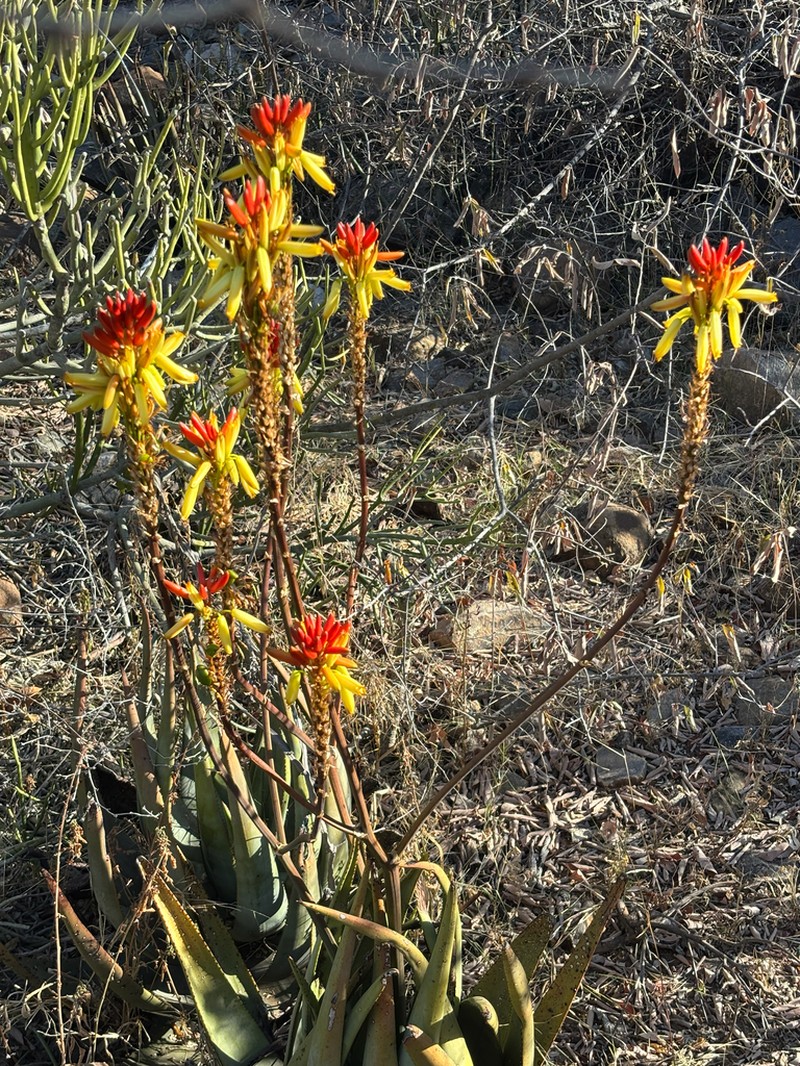 Aloe wickensii photo 3