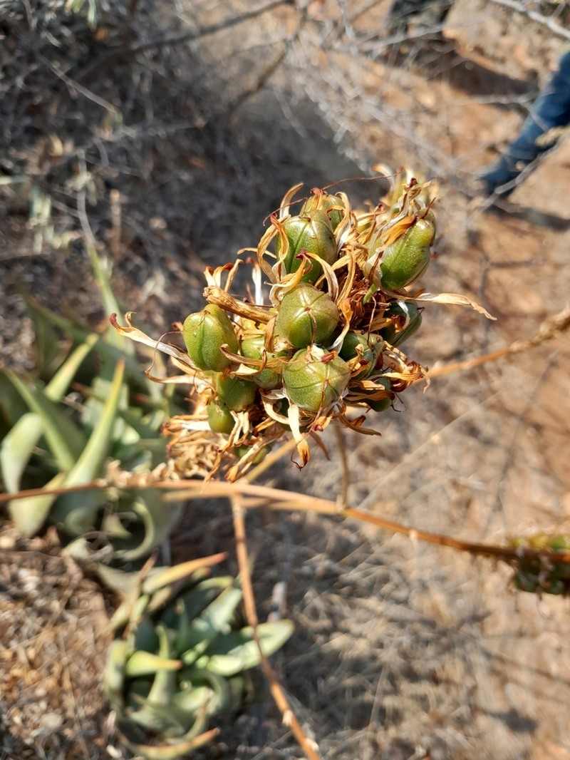 Aloe wickensii photo 4