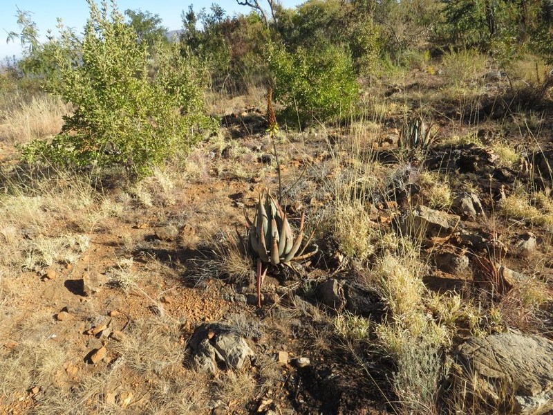 Aloe wickensii photo 5
