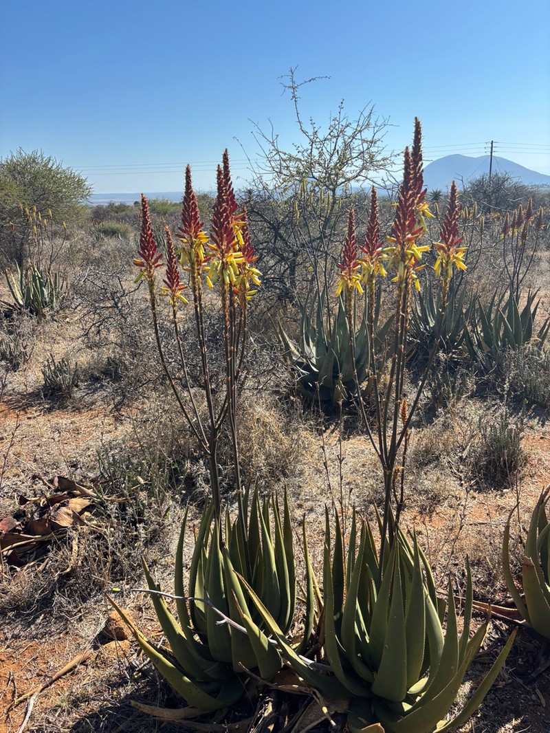 Aloe wickensii photo 6