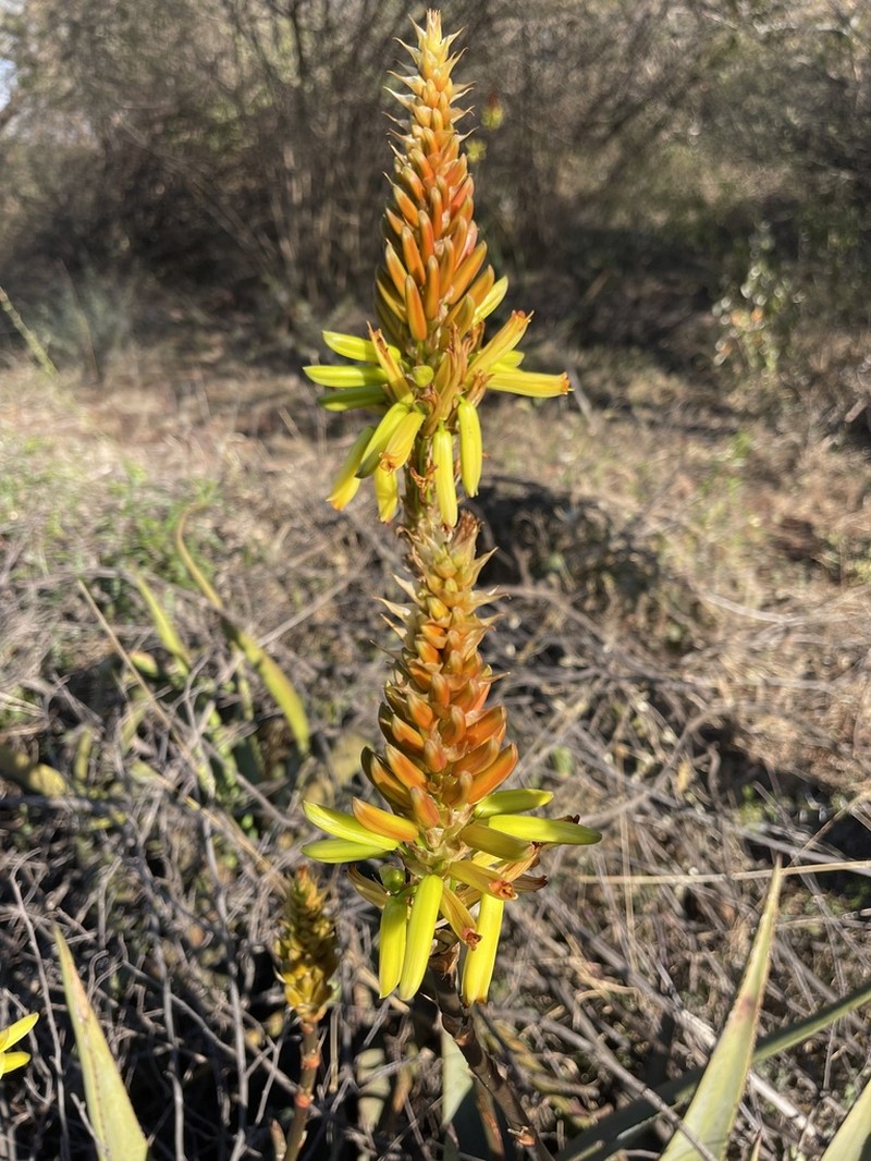 Aloe wickensii photo 7