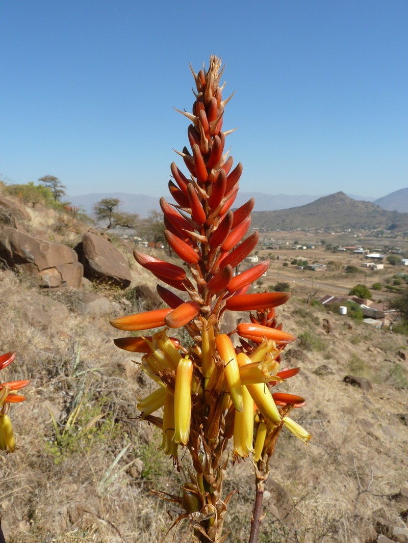 Aloe wickensii photo 8