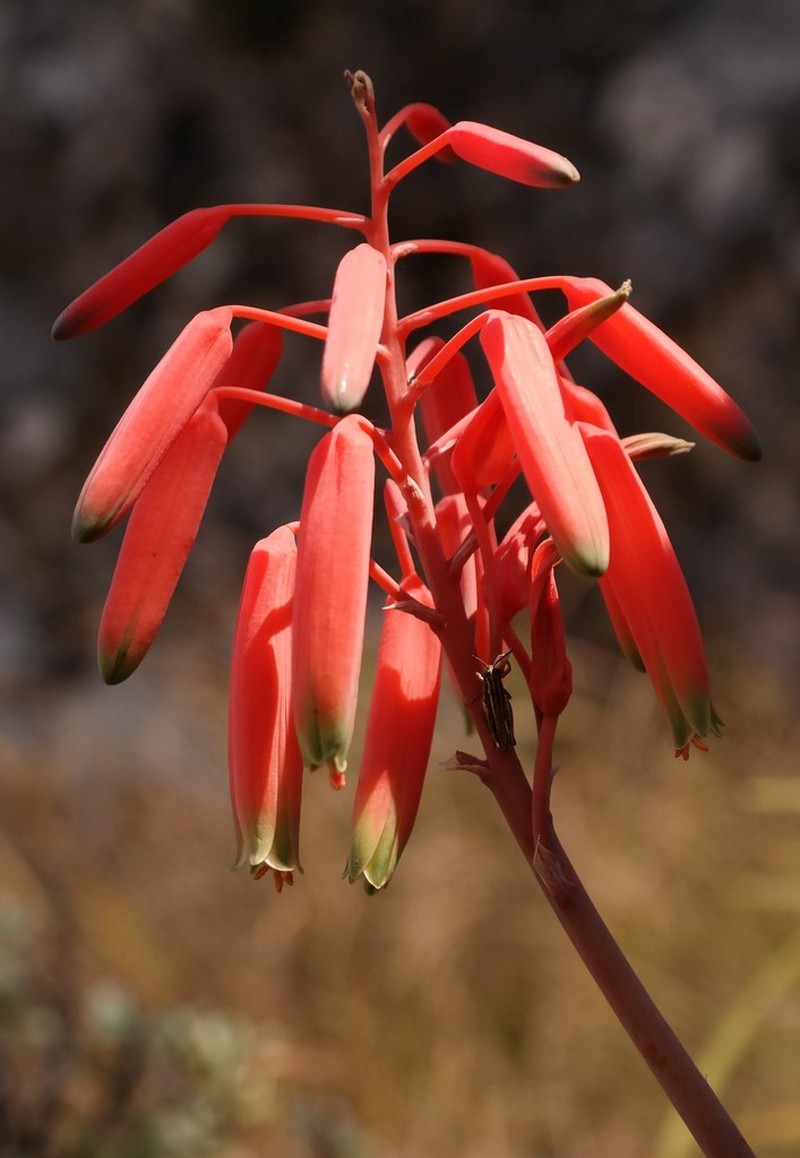 Aloe wildii photo 2