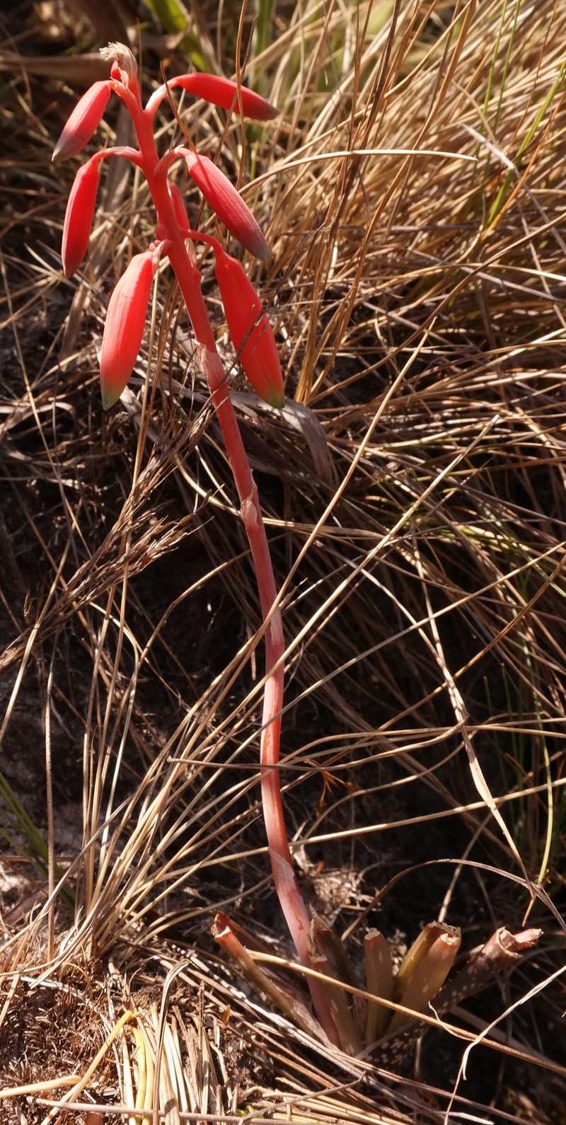 Aloe wildii photo 3