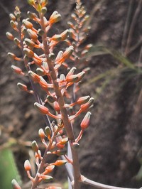 Aloe wilsonii