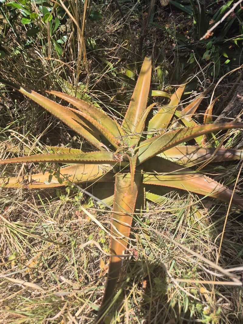Aloe wilsonii photo 3