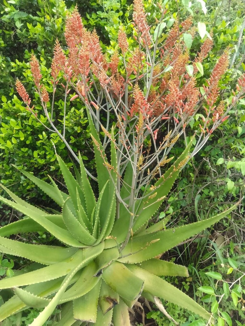 Aloe wilsonii photo 4