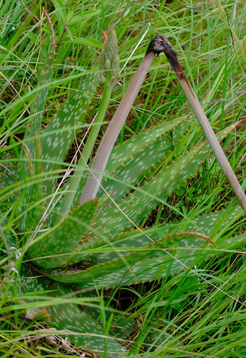 Aloe wollastonii photo 2