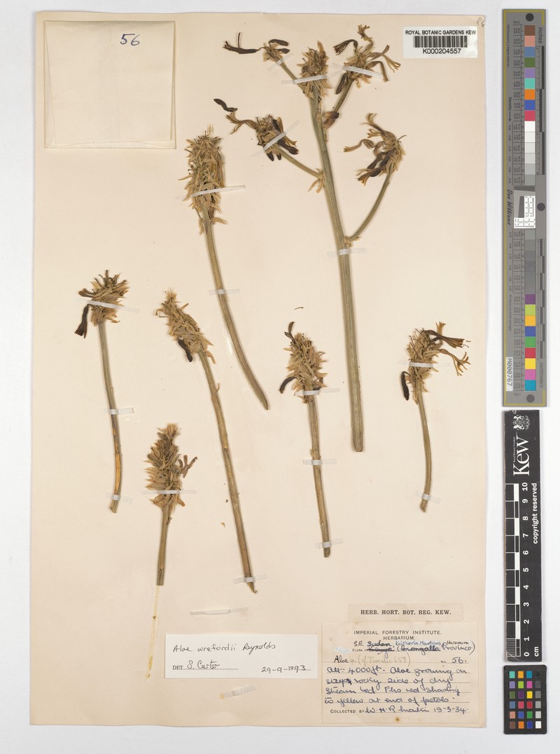 Aloe wrefordii photo 3