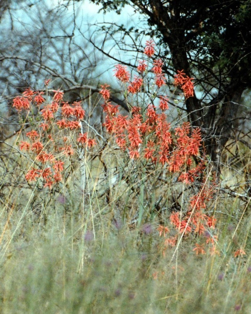 Aloe zebrina photo 2