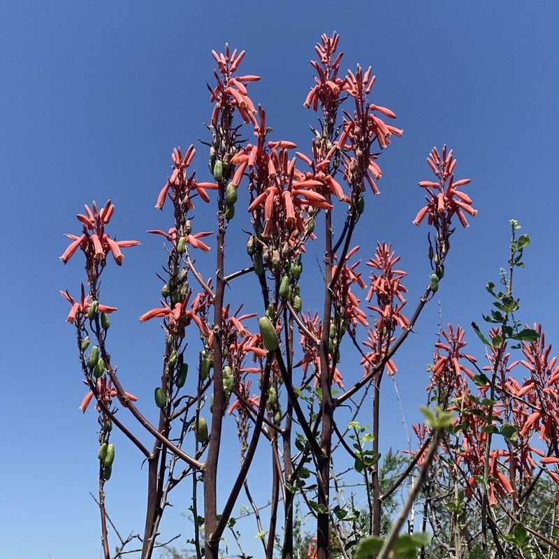 Aloe zebrina photo 3