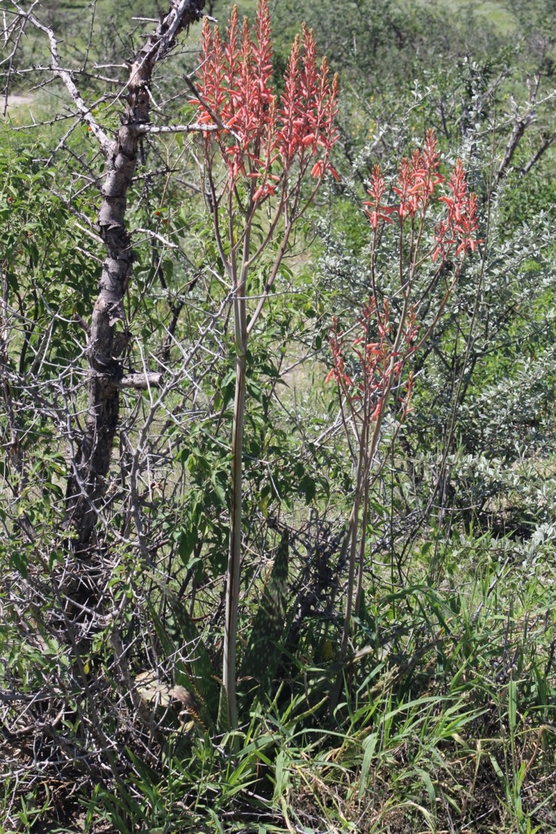 Aloe zebrina photo 4