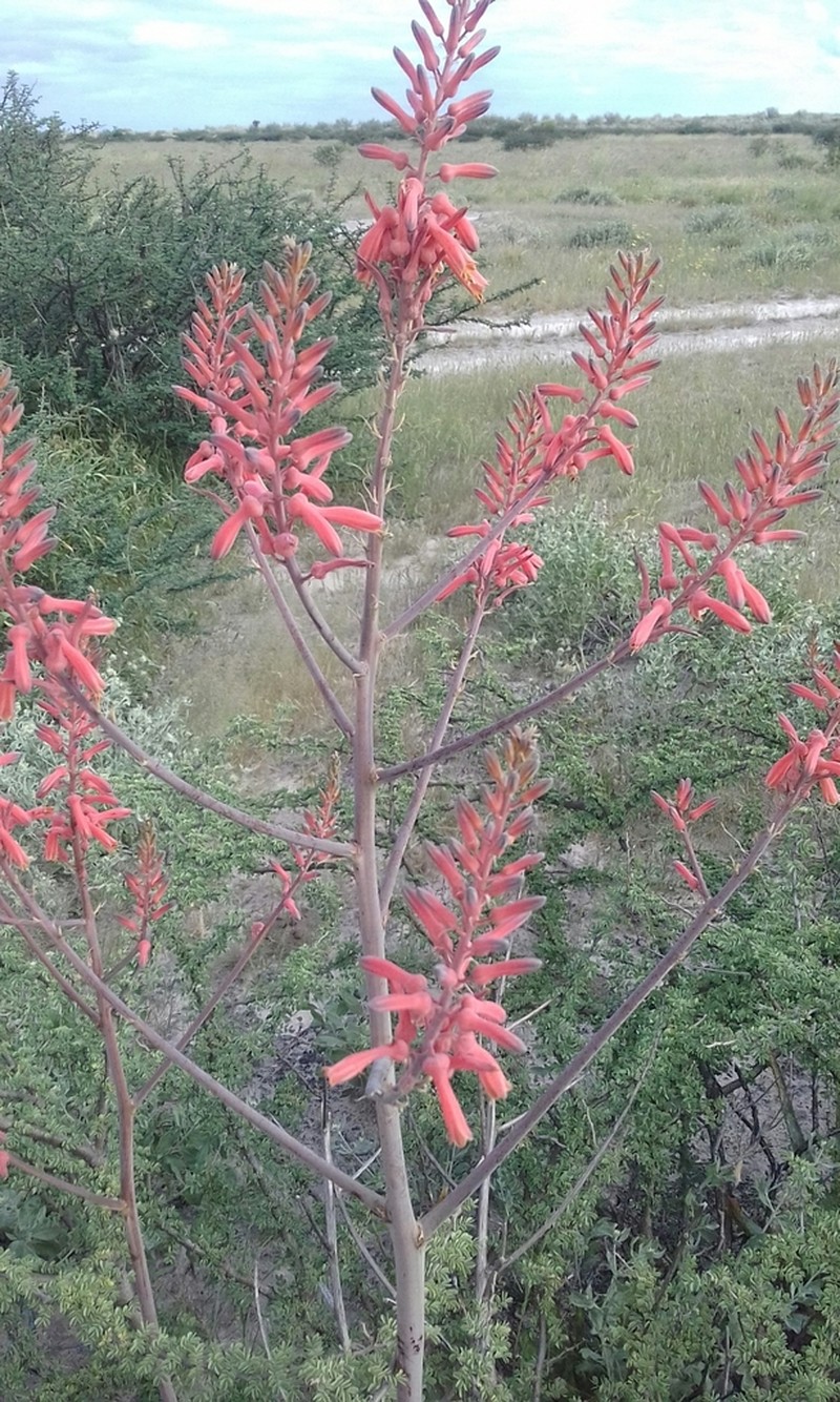 Aloe zebrina photo 6