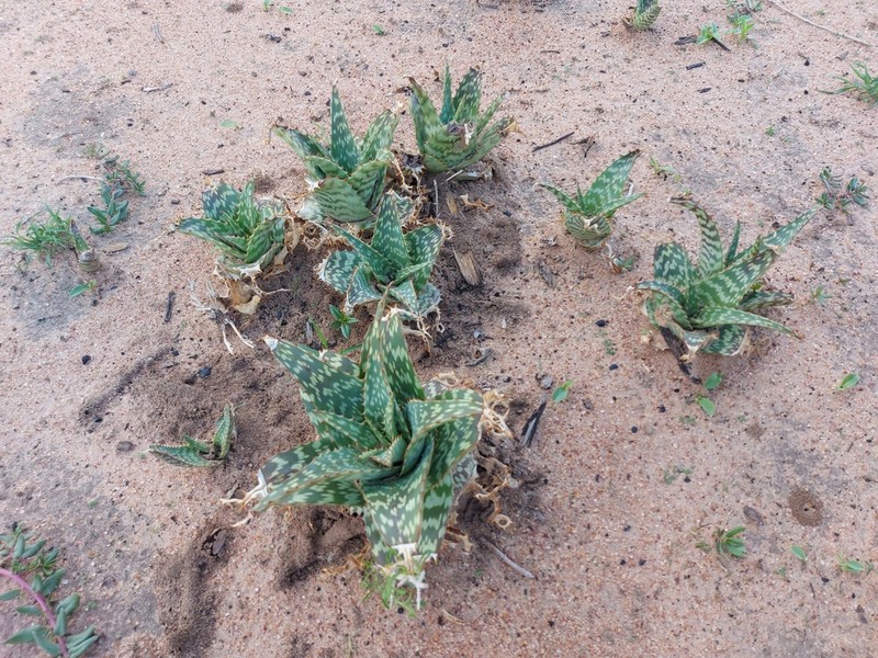 Aloe zebrina photo 7